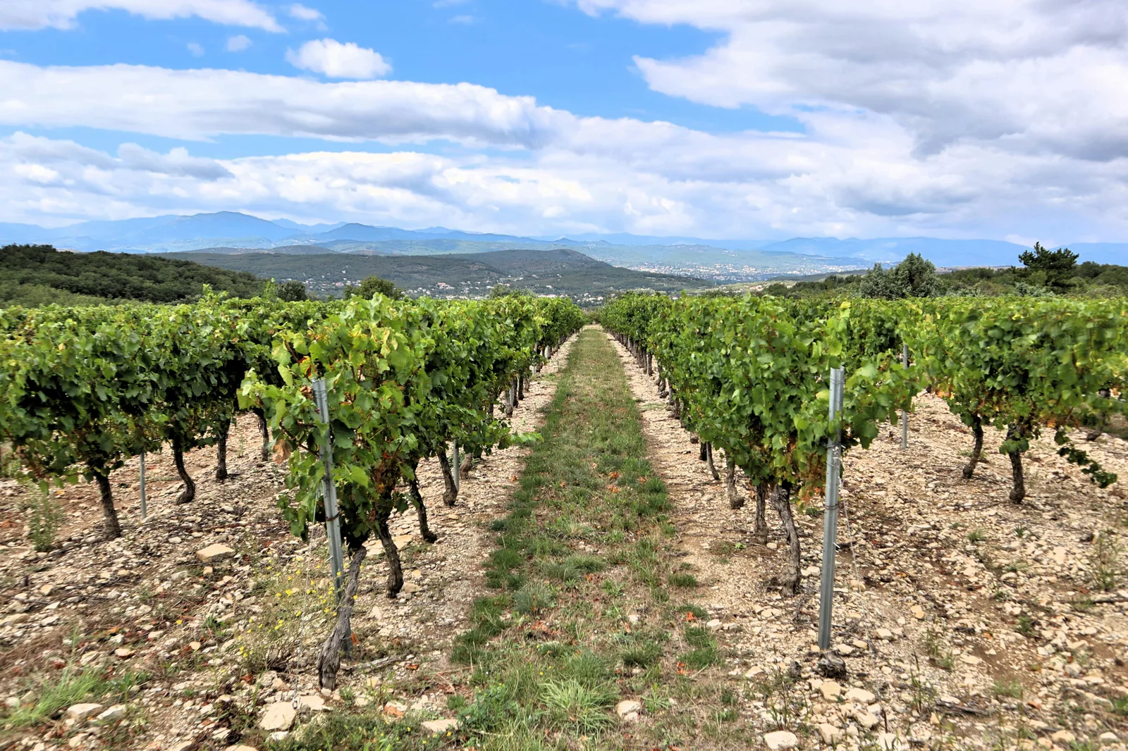 15 domaines viticoles de Majorque pour une dégustation de vin mémorable en 2026