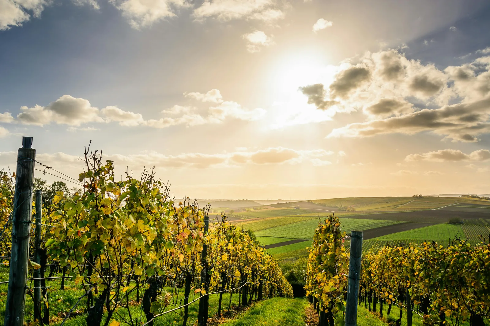 Les vignes de Binissalem au soleil couchant, avec les ceps alignés à perte de vue.