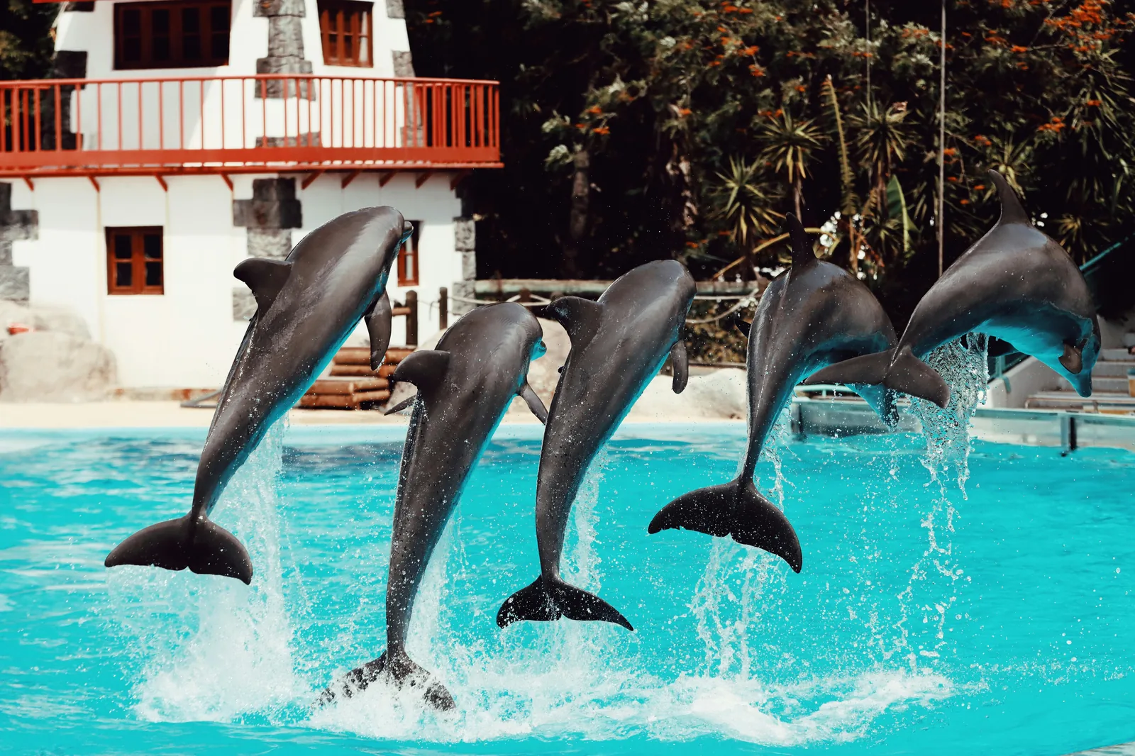 Dauphins à Majorque : les 12 meilleures expériences éthiques en 2026