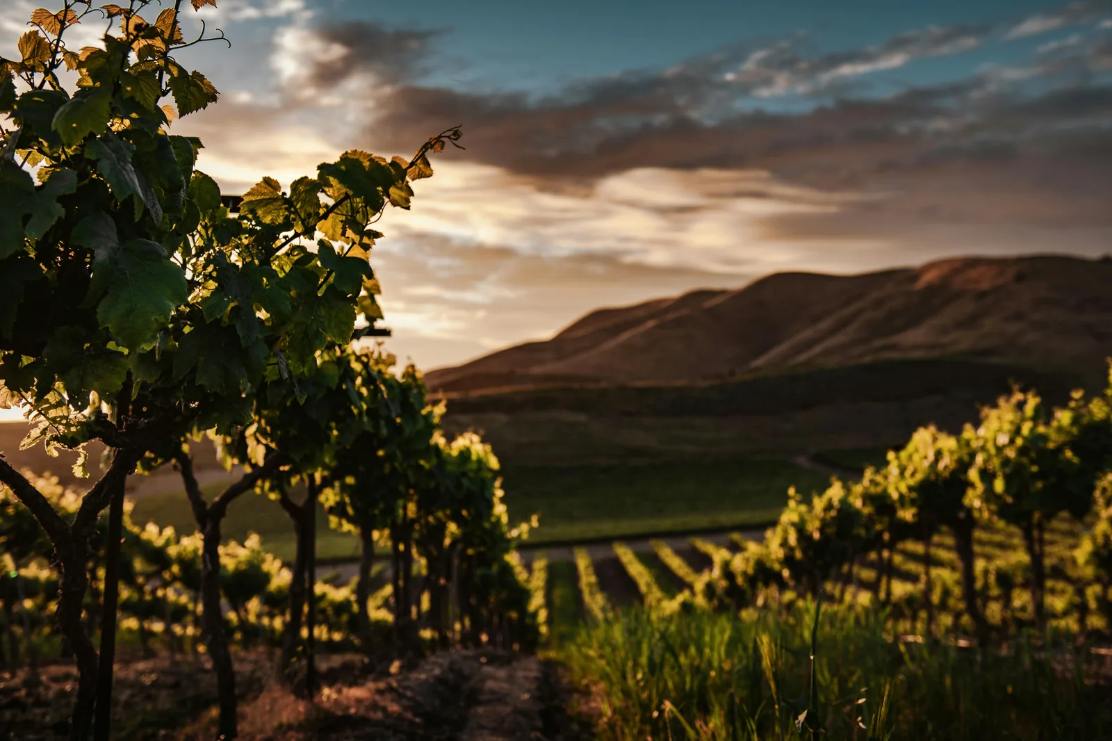 Vignobles de la région de Binissalem au coucher du soleil, avec la Serra de Tramuntana en arrière-plan.