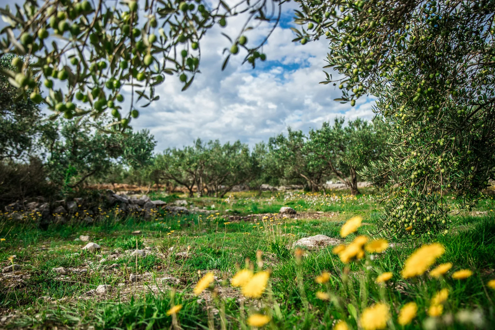 Week-end dans l’intérieur de Majorque : villages, vignes et agroturismos loin de la côte