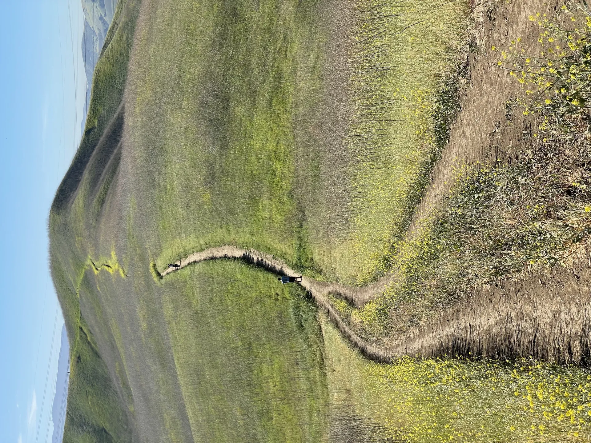 Sentier sinueux traversant une colline verdoyante parsemée de fleurs jaunes sous un ciel bleu clair, invitant à la randonnée.