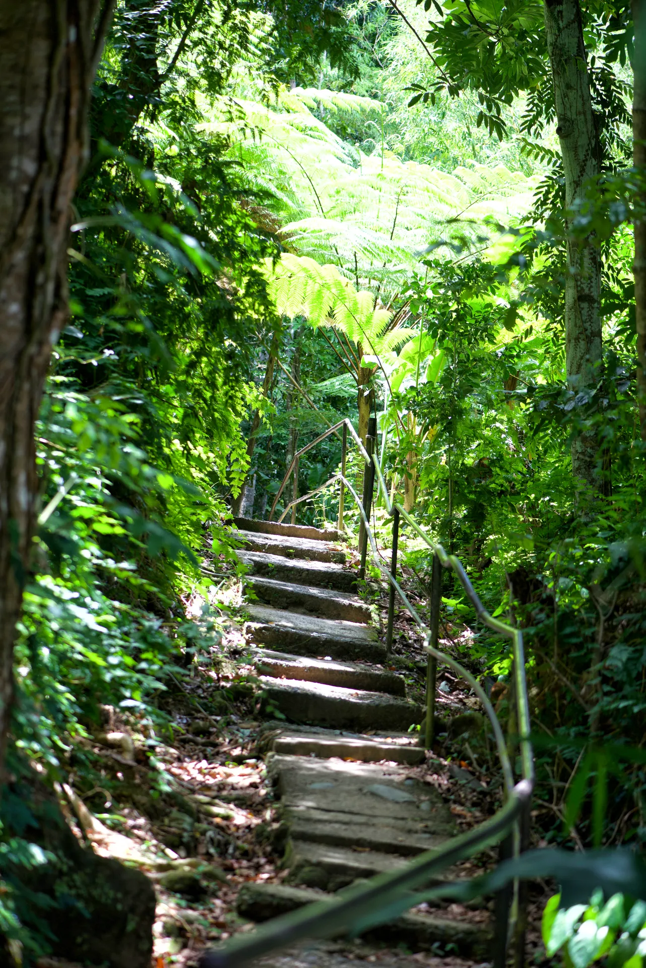 Sentier de randonnée en pierre avec une rampe métallique traversant une forêt dense et luxuriante, éclairée par le soleil