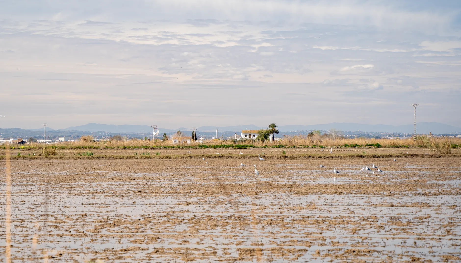 A tranquil landscape of Albufera wetlands in Valencia, featuring birds and a serene expanse of water.