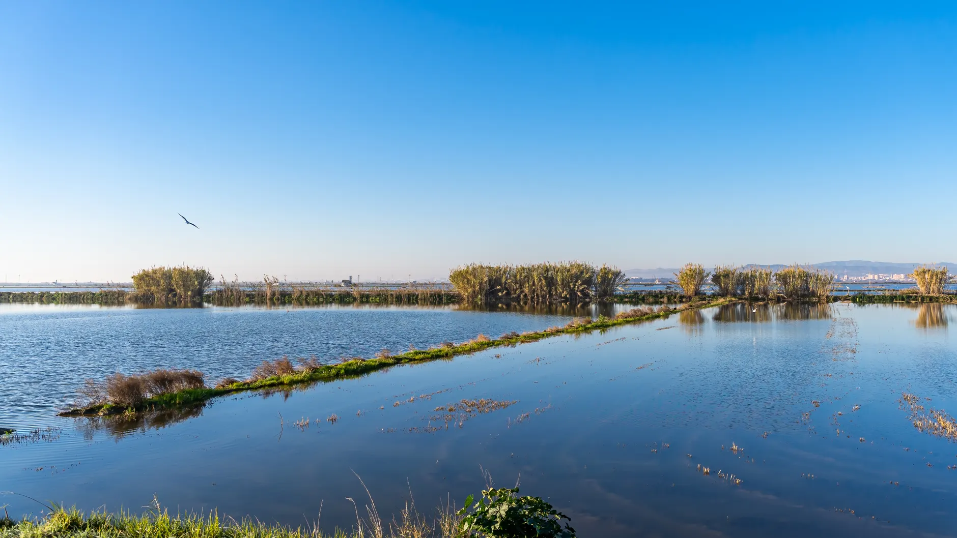Serene landscape of Albufera Lagoon at sunset with clear skies and reflections in Valencia, Spain.