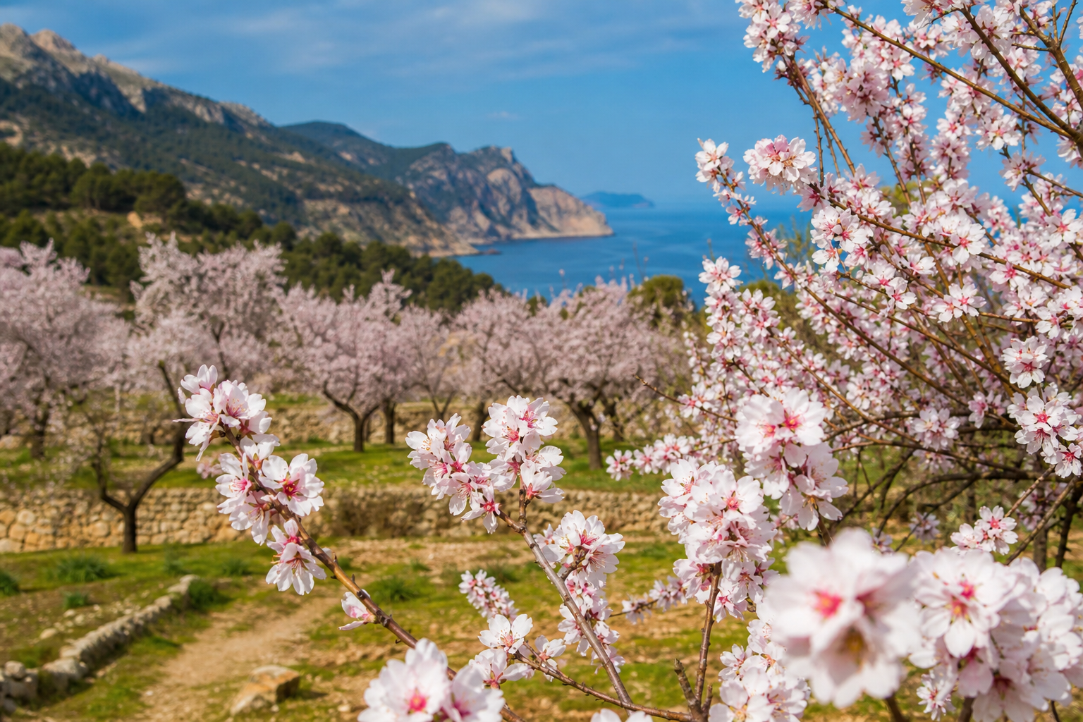 Amandiers en fleur à Majorque : où et quand voir la floraison de janvier à février